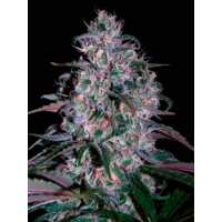 Read Ice cannabis seeds Reviews